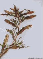 Curly Leaf Pond Weed Invasive Species in Wisconsin
